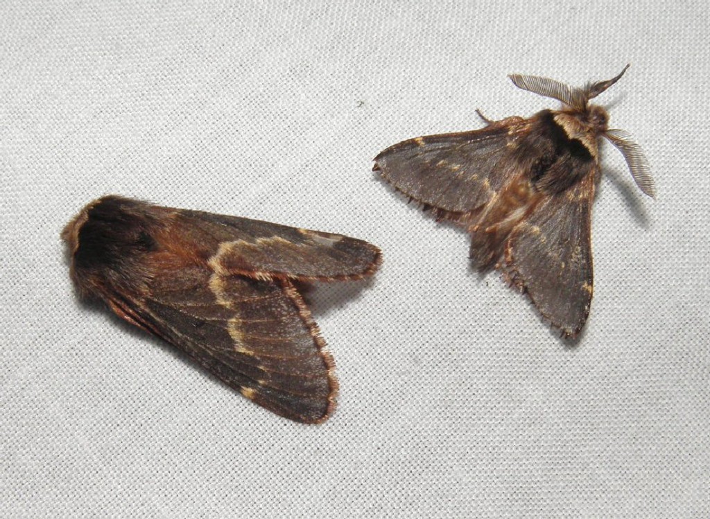 December Moth (Poecilocampa populi)