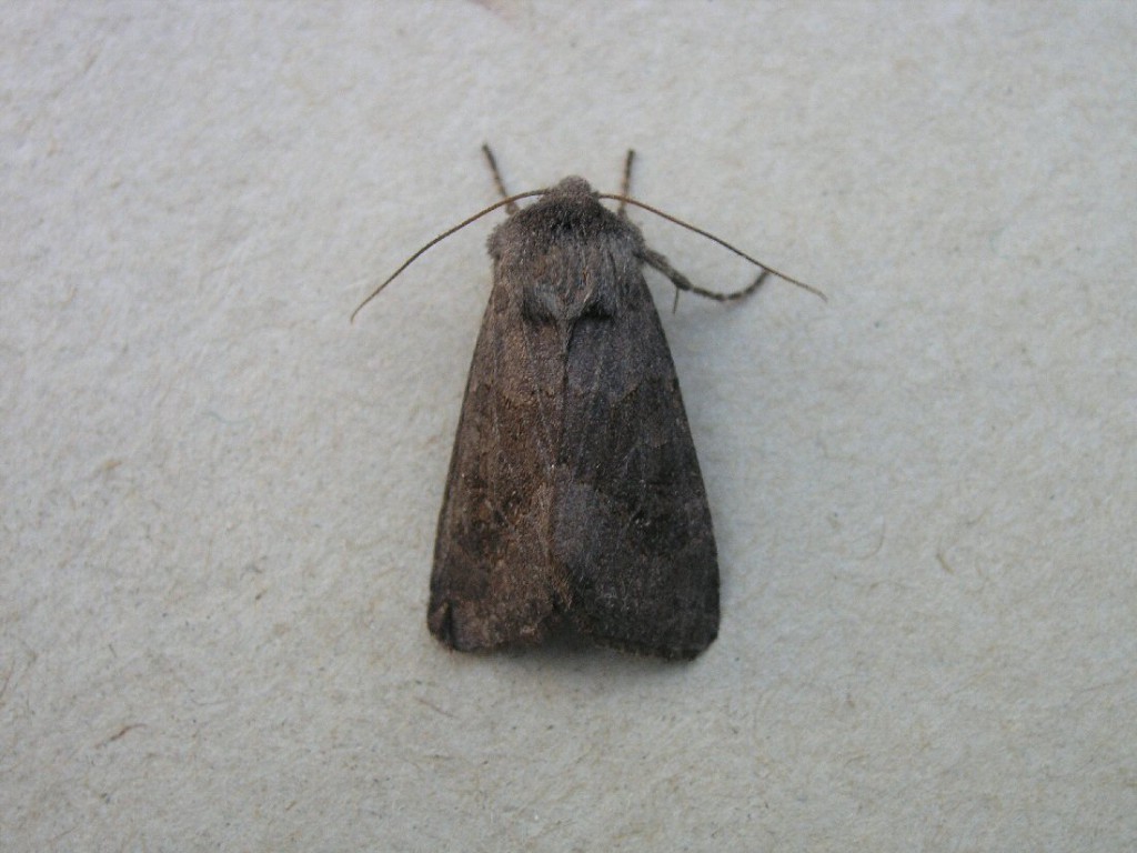 Deep-brown Dart (Aporophyla lutulenta)