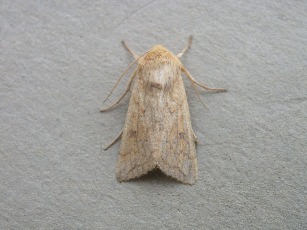 The Delicate (Mythimna vitellina)