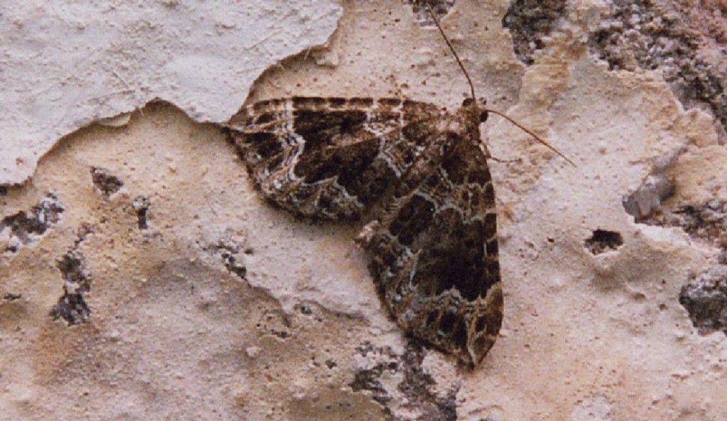 Devon Carpet (Lampropteryx otregiata)
