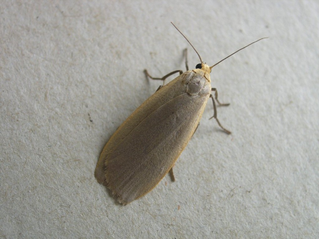 Dingy Footman (Eilema griseola)