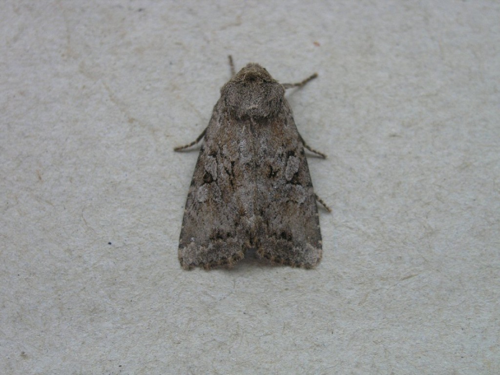 Dingy Shears (Apterogenum ypsillon)