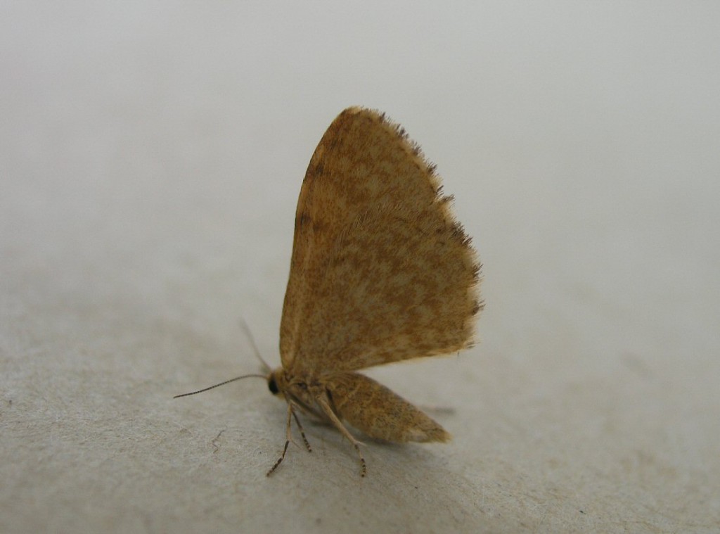 Dingy Shell (Euchoeca nebulata)