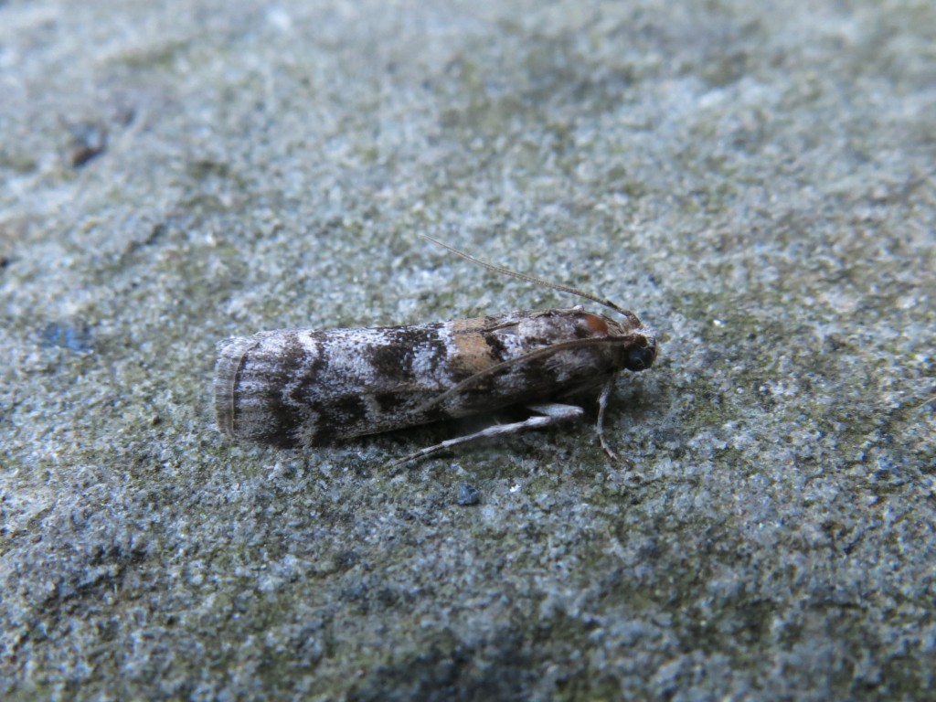 Dioryctria sylvestrella