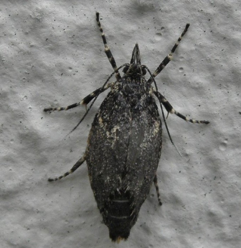(Diurnea fagella)