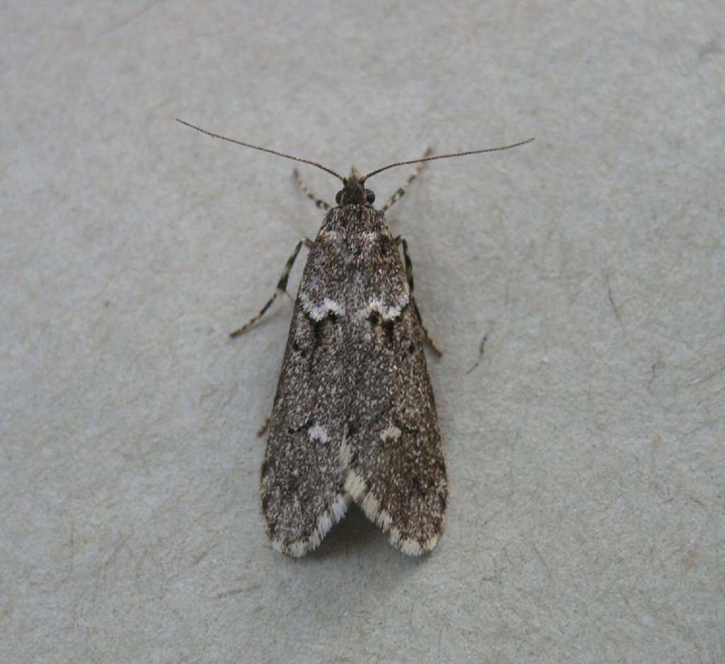 (Diurnea fagella)