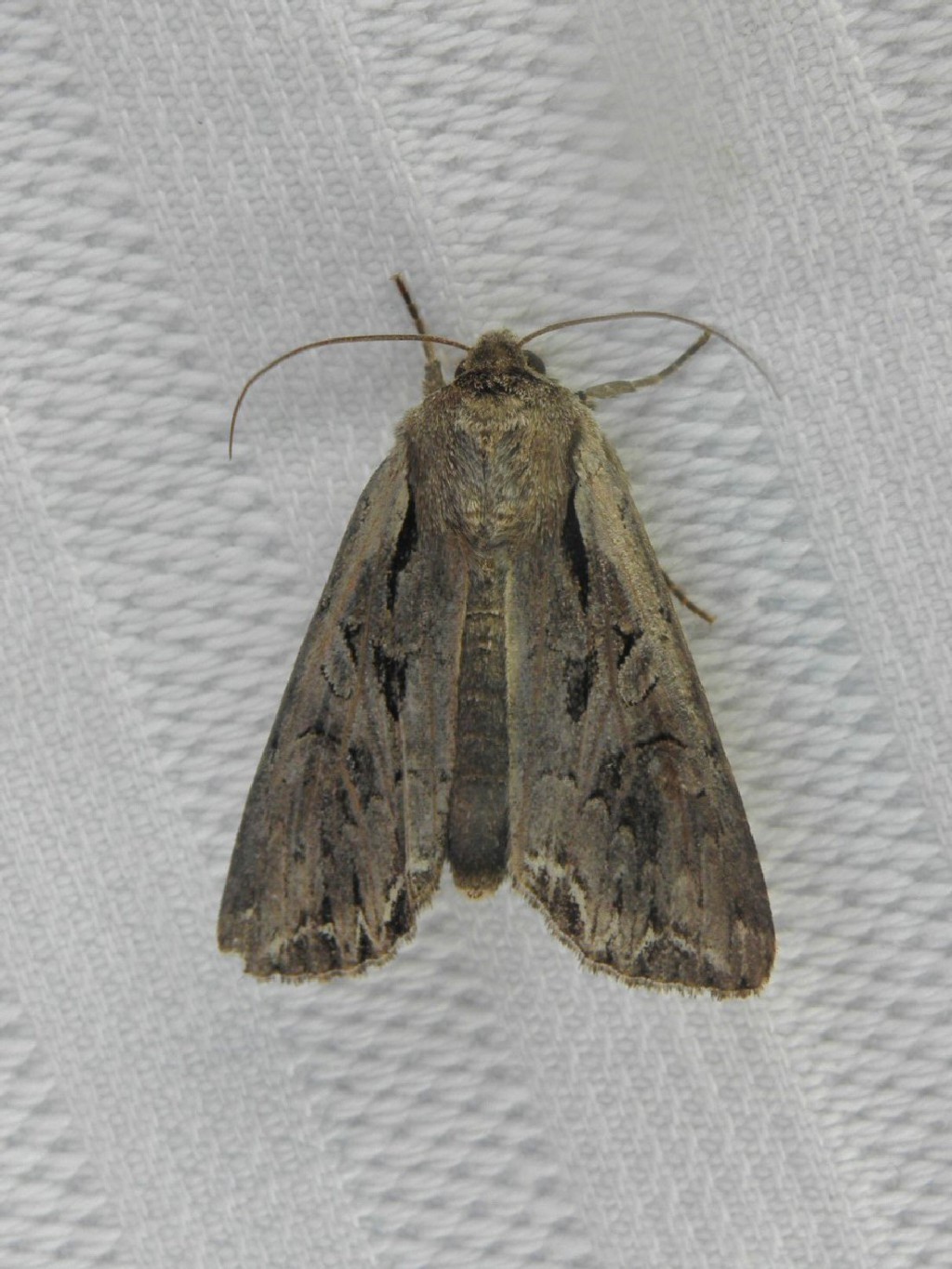Dog's Tooth (Lacanobia suasa)