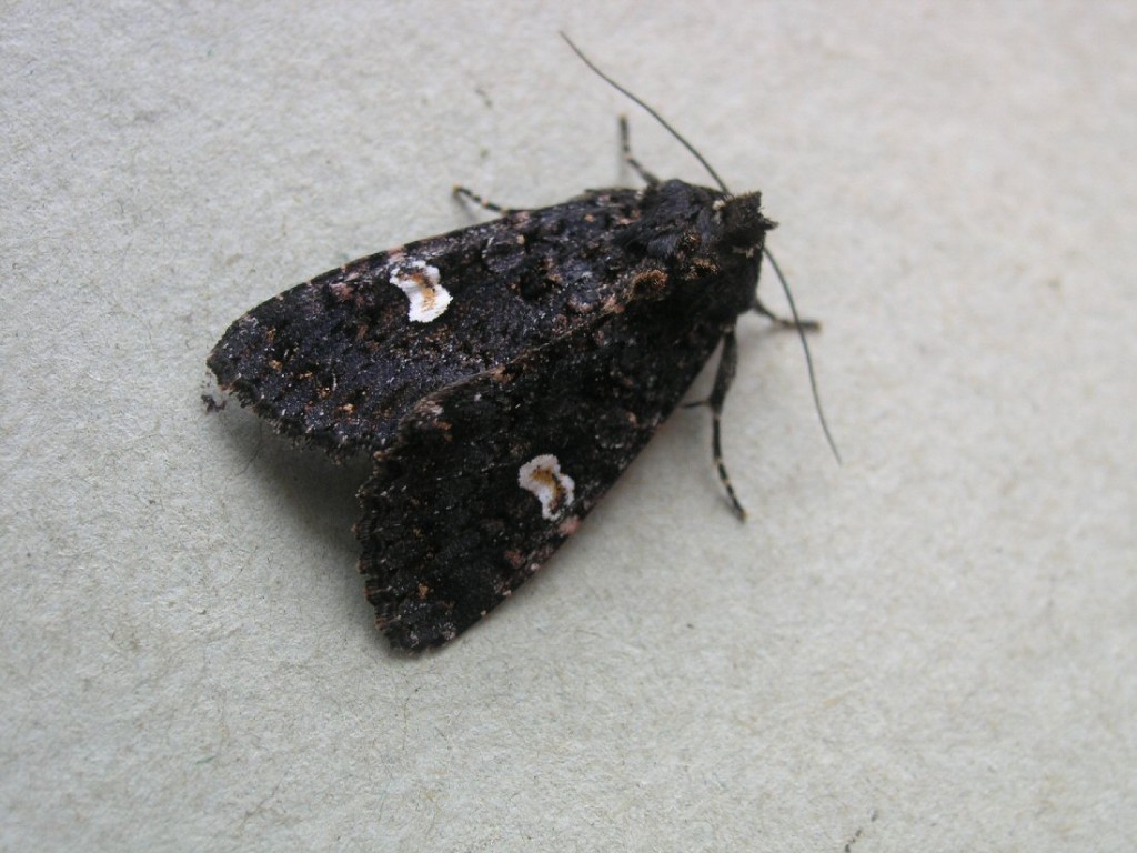 Dot Moth (Melanchra persicariae)
