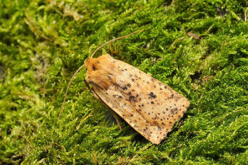 Dotted Chestnut (Conistra rubiginea)