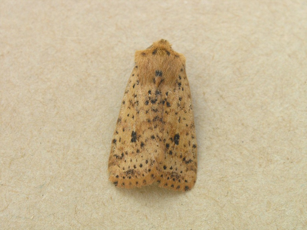 Dotted Chestnut (Conistra rubiginea)