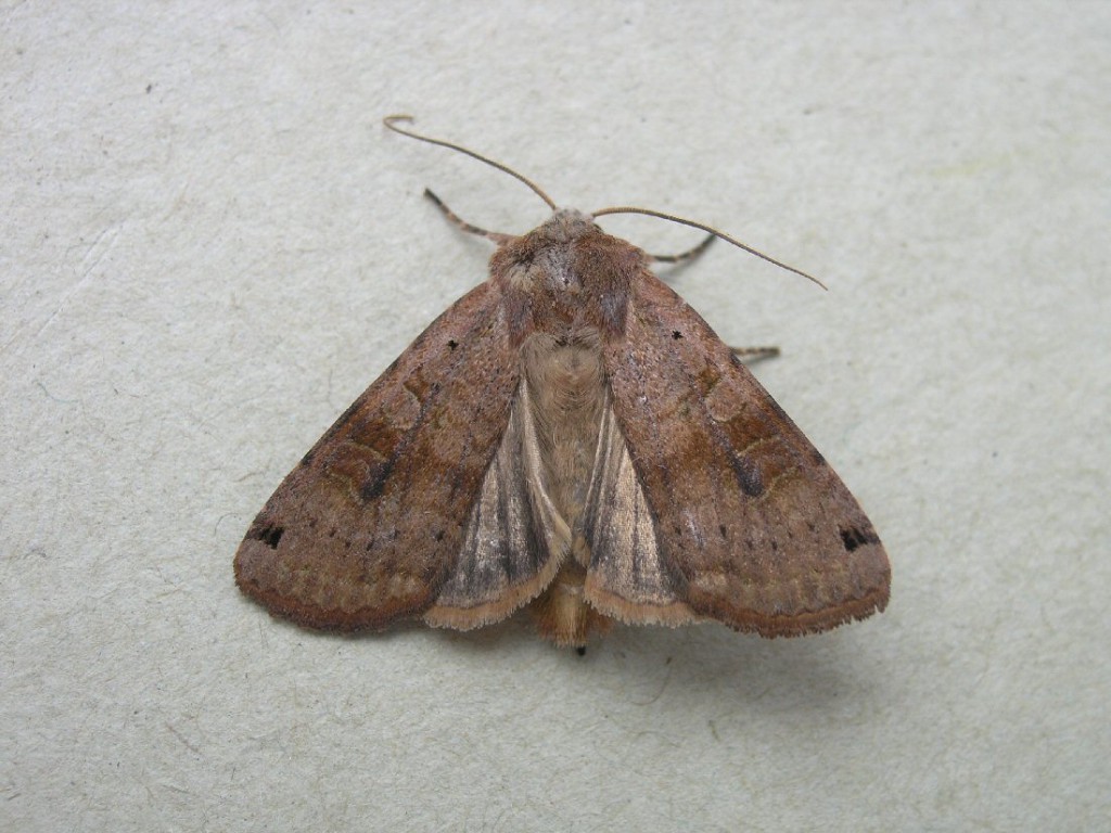 Dotted Clay (Xestia baja)