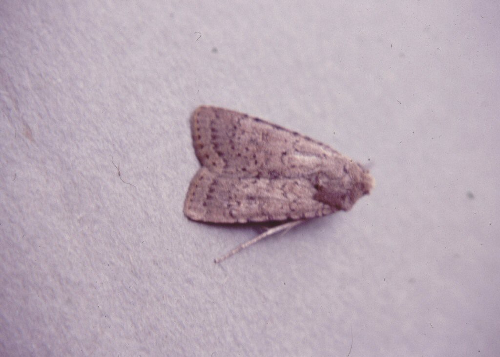 Dotted Rustic (Rhyacia simulans)