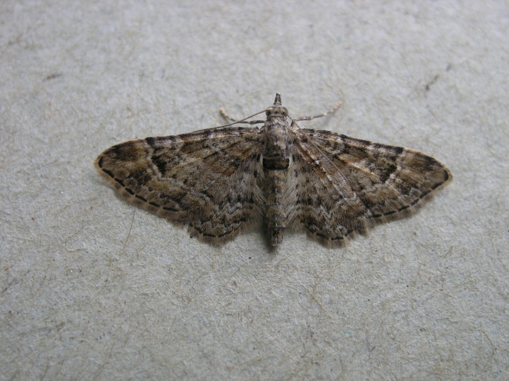 Double-striped Pug (Gymnoscelis rufifasciata)