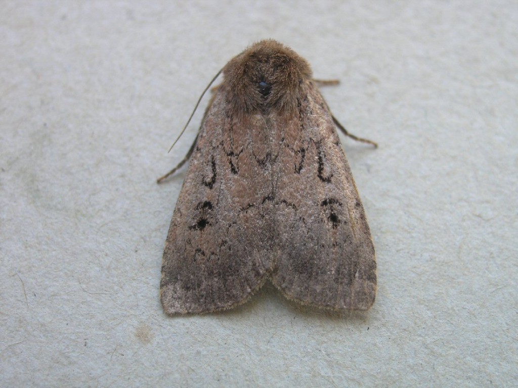 Double Dart (Graphiphora augur)