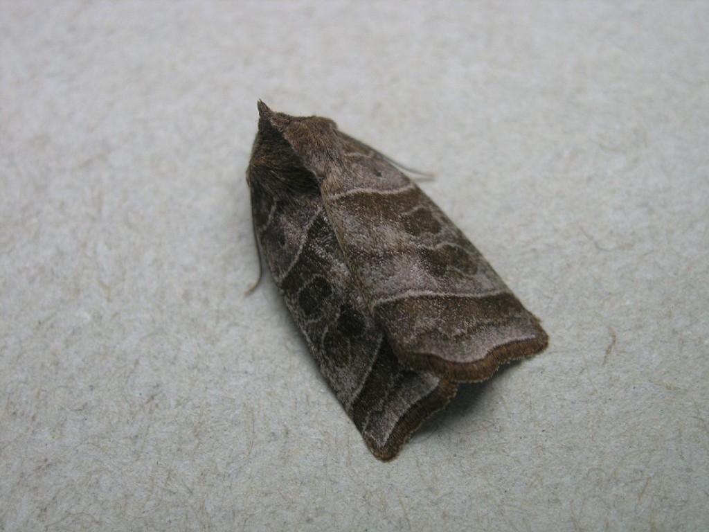 Double Kidney (Ipimorpha retusa)