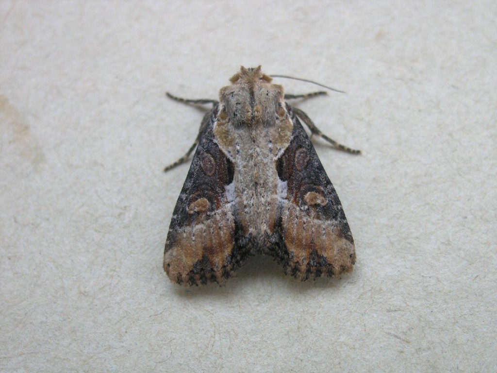 Double Lobed (Lateroligia ophiogramma)
