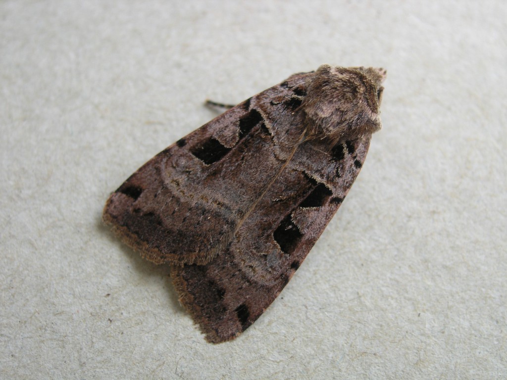 Double Square-spot (Xestia triangulum)