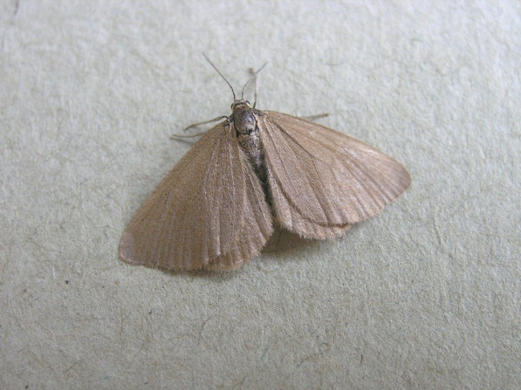 Drab Looper (Minoa murinata)