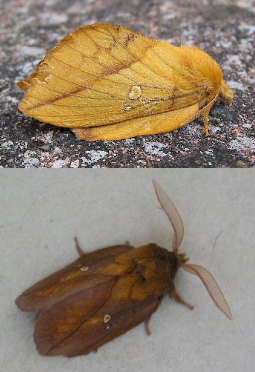 The Drinker (Euthrix potatoria)