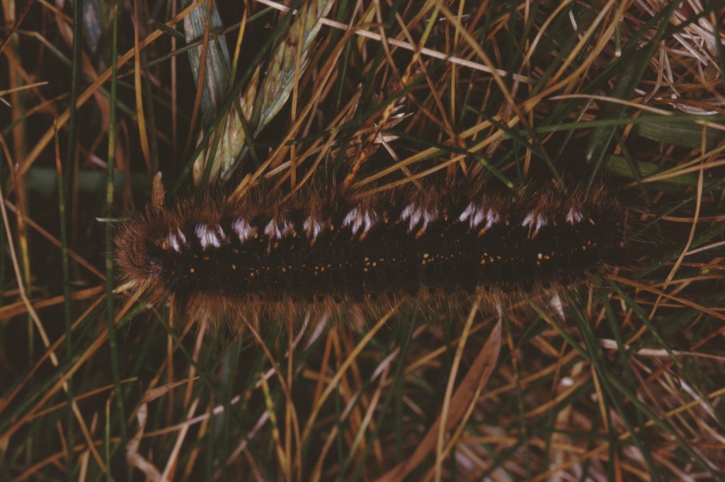 The Drinker (Euthrix potatoria)