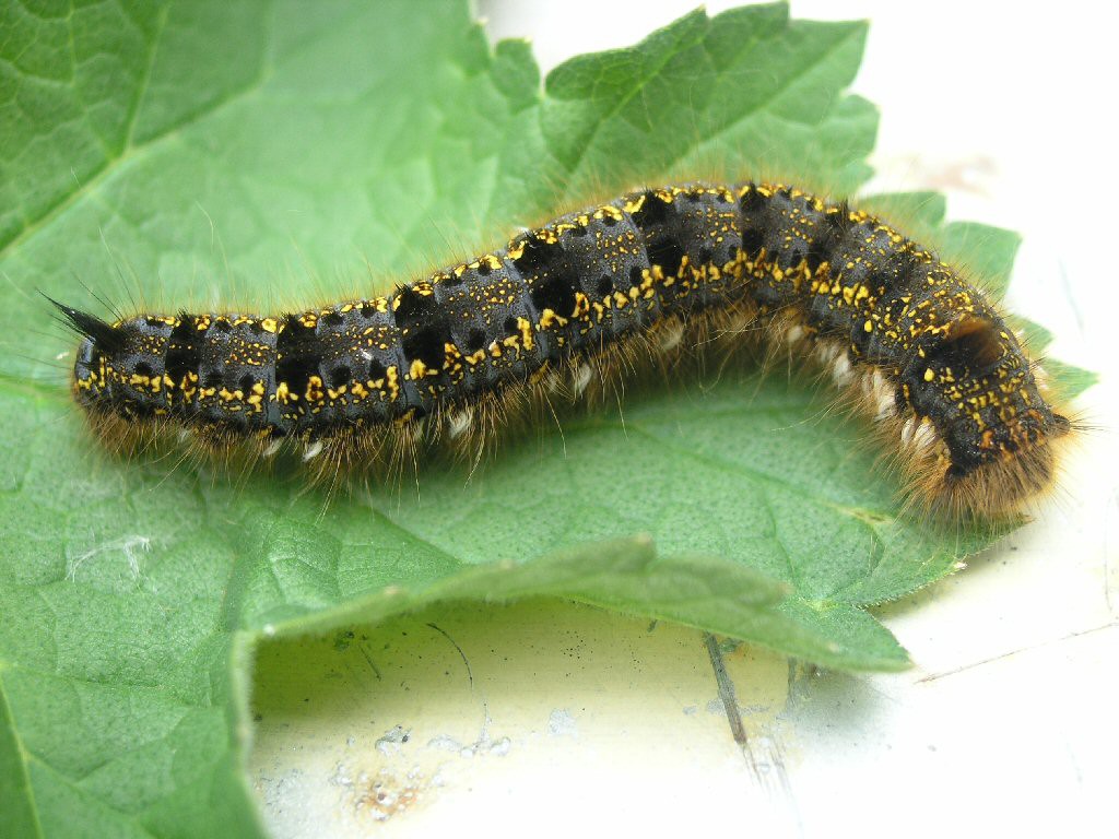 The Drinker (Euthrix potatoria)