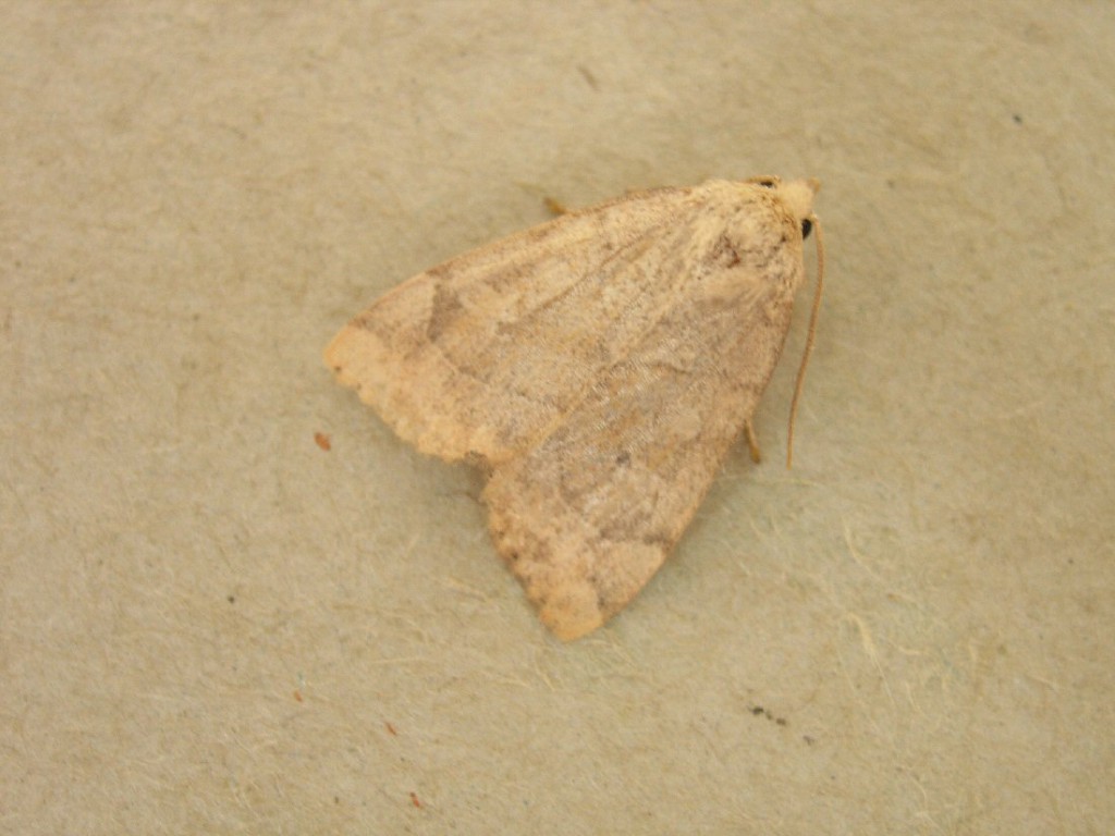 The Dun-bar (Cosmia trapezina)