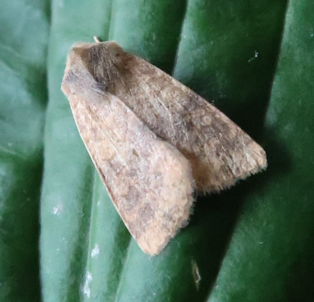 Dusky-lemon Sallow (Cirrhia gilvago)
