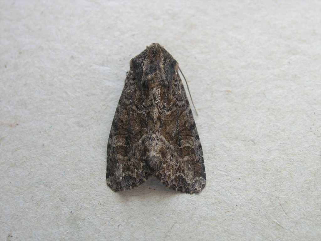 Dusky Brocade (Apamea remissa)