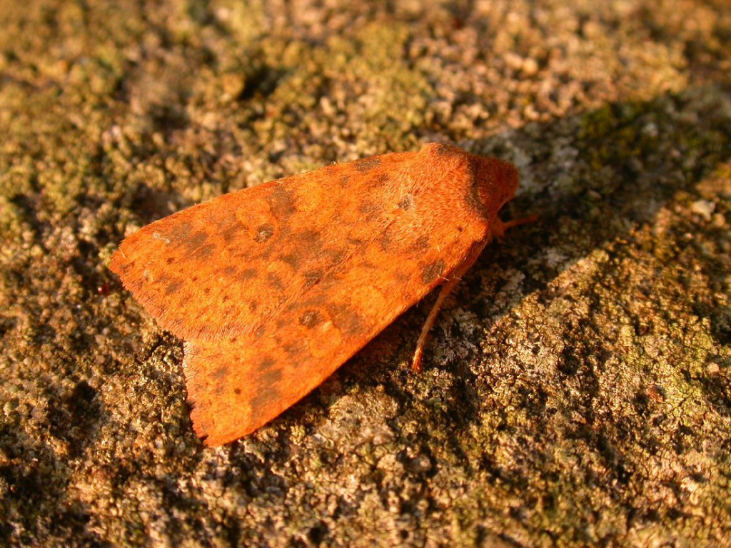 Dusky-lemon Sallow (Cirrhia gilvago)