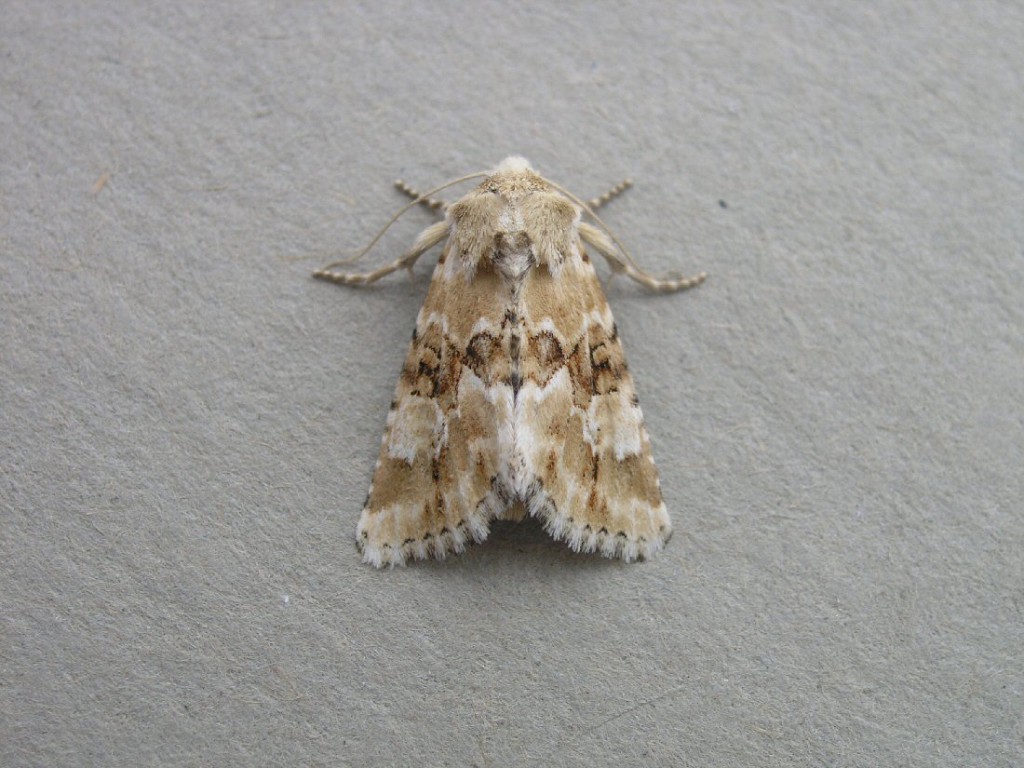 Dusky Sallow (Eremobia ochroleuca)