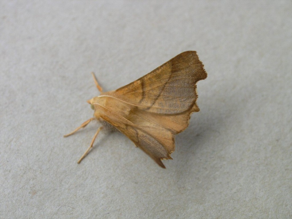 Dusky Thorn (Ennomos fuscantaria)