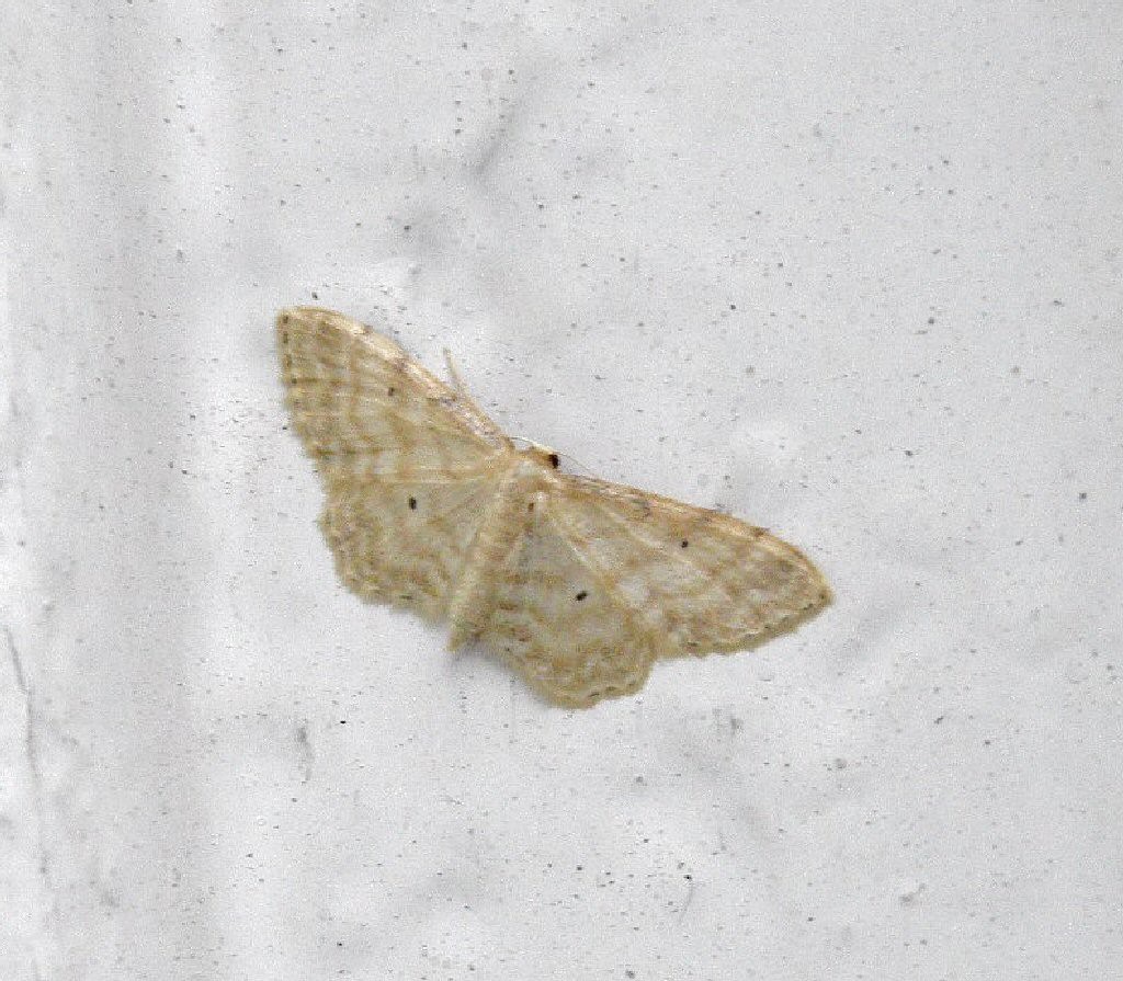 Dwarf Cream Wave (Idaea fuscovenosa)