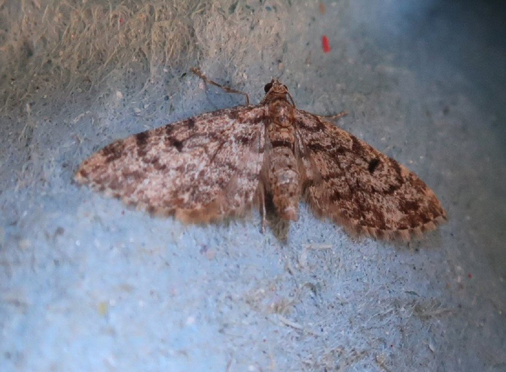 Dwarf Pug (Eupithecia tantillaria)