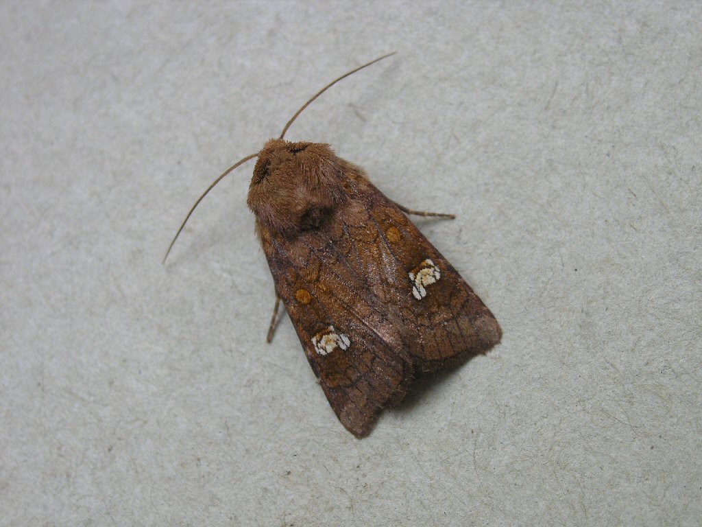 Ear Moth (Amphipoea oculea)