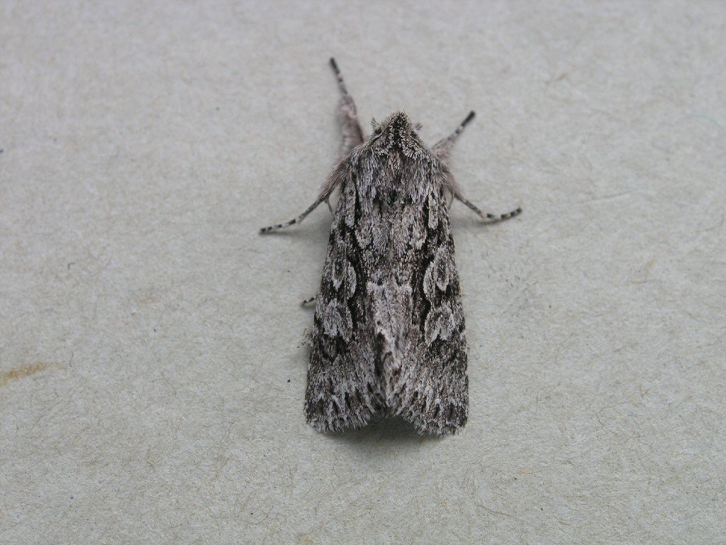 Early Grey (Xylocampa areola)