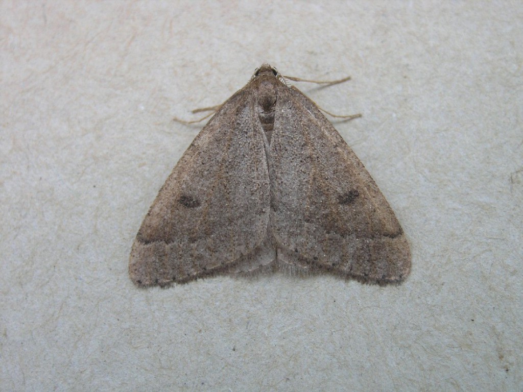 Early Moth (Theria primaria)