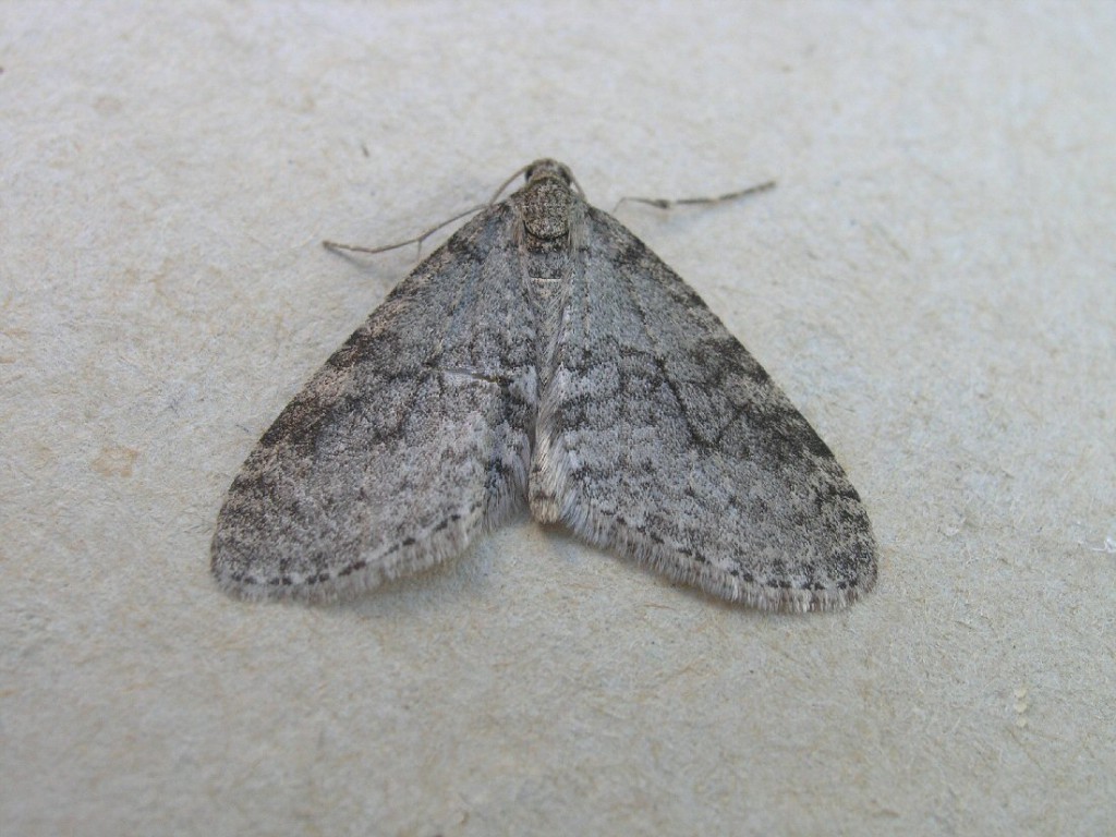 Early Tooth-striped (Trichopteryx carpinata)