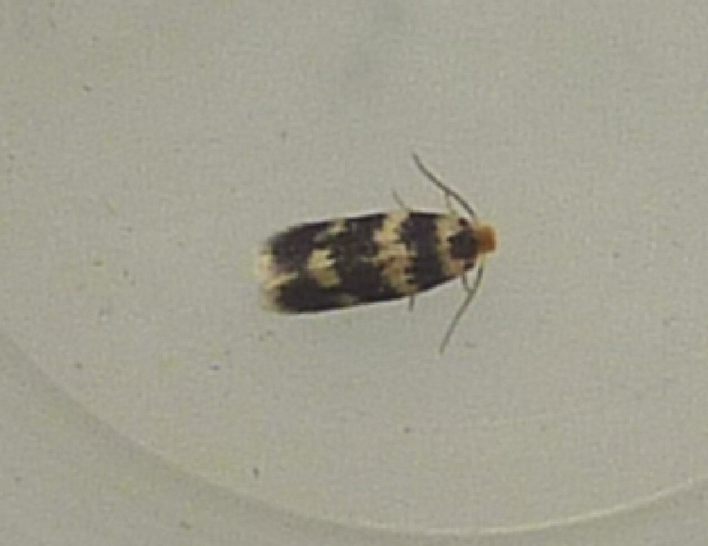 (Ectoedemia sericopeza)