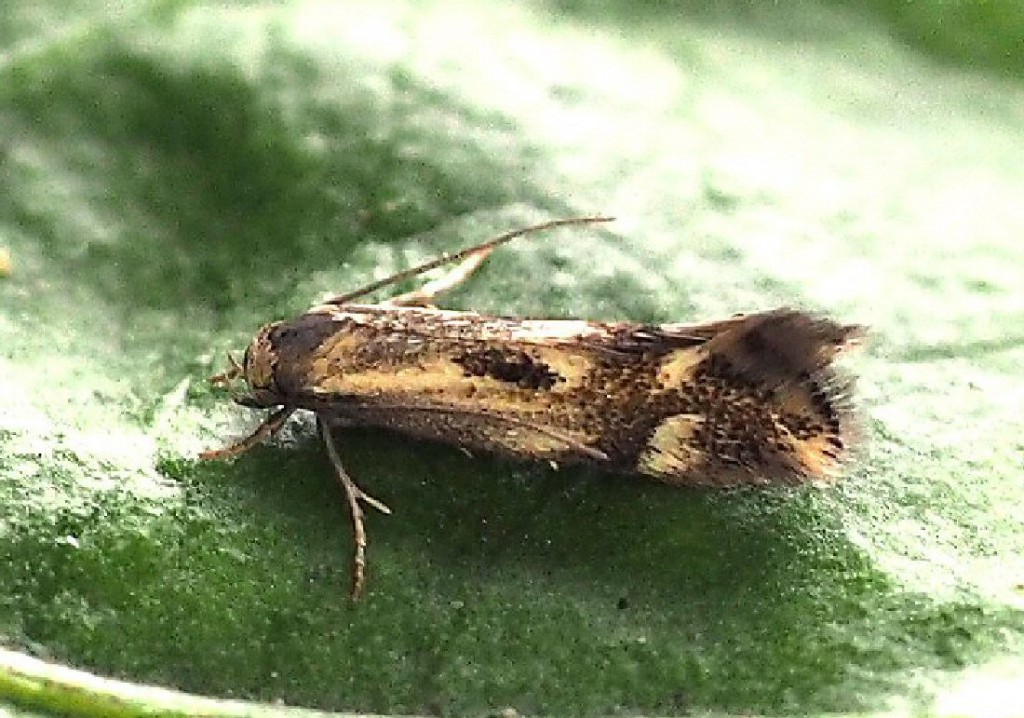 (Elachista utonella)