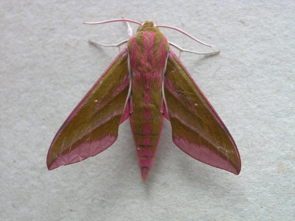 Elephant Hawk-moth (Deilephila elpenor)