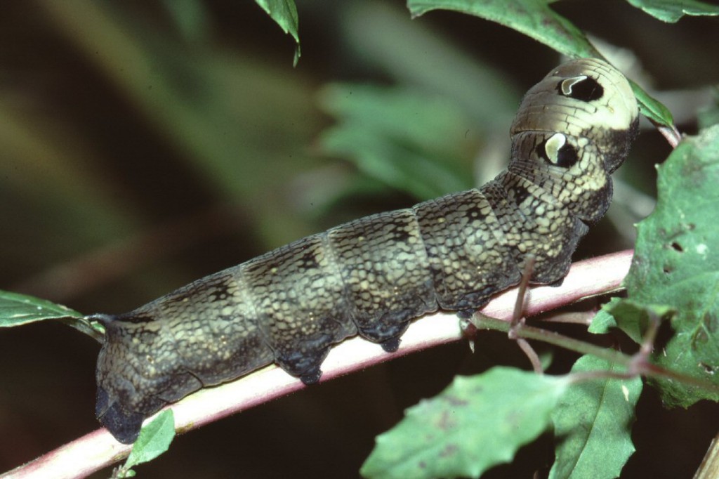 Elephant Hawk-moth (Deilephila elpenor)