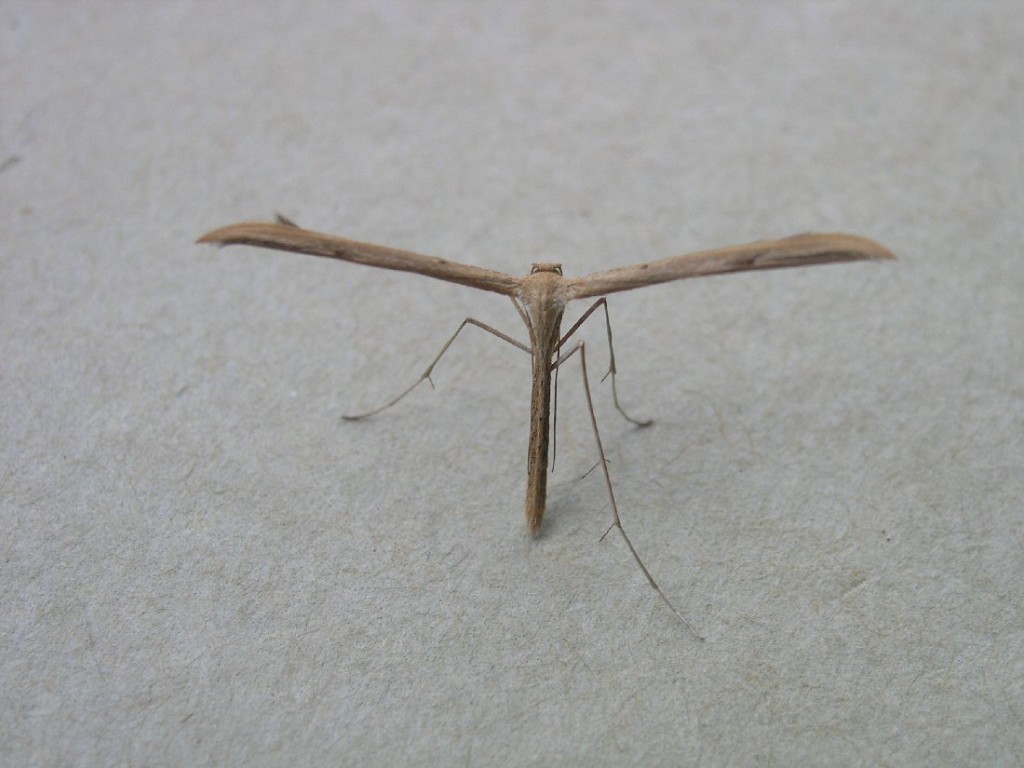 Common Plume (Emmelina monodactyla)