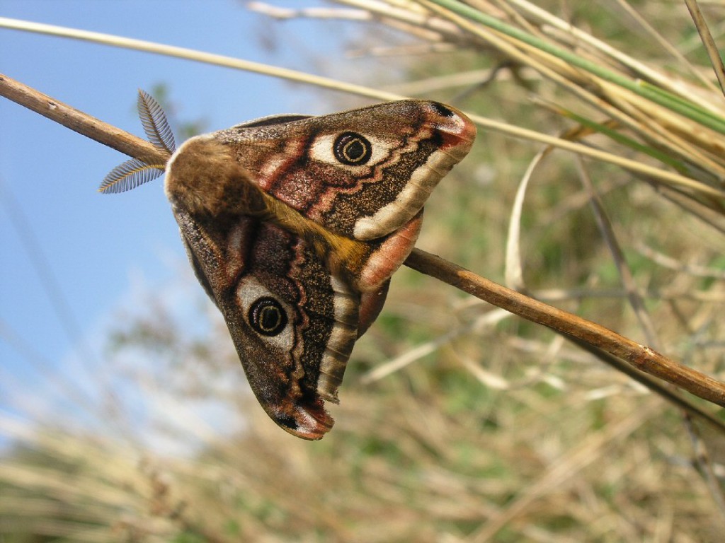 Emperor Moth (Saturnia pavonia)