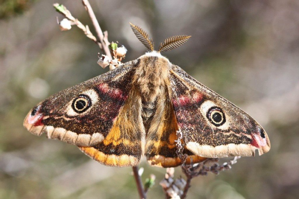 Emperor Moth (Saturnia pavonia)