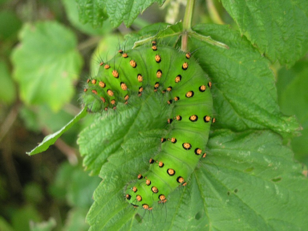 Emperor Moth (Saturnia pavonia)