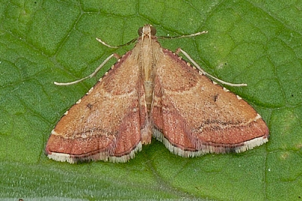(Endotricha flammealis)