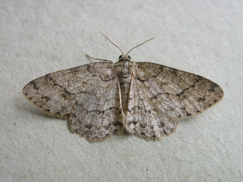 The Engrailed (Ectropis crepuscularia)