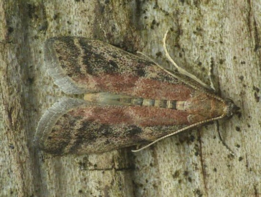 (Ephestia woodiella)