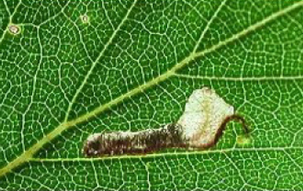 (Eriocrania salopiella)