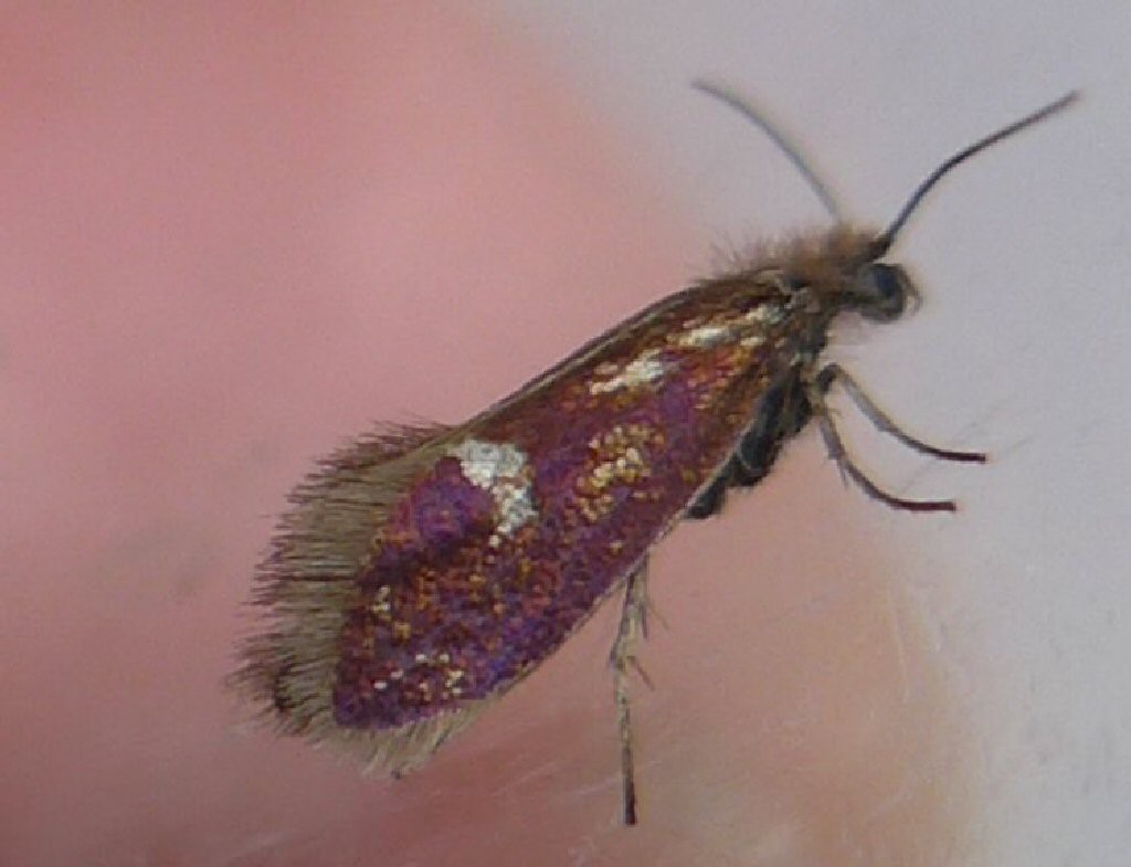 (Eriocrania unimaculella)